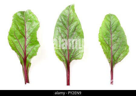 fresh beet leaf isolated on white background. Top view. Flat lay pattern. Stock Photo