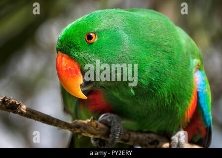 Male Eclectus parrot (Eclectus Roratus), Indonesia Stock Photo