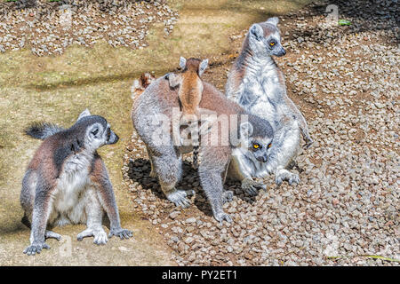 Family of Ring-tailed Lemurs (Lemur catta), Indonesia