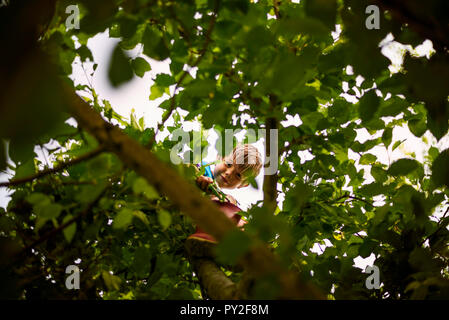 Low angle view through leaves of a boy sitting in a tree, United States Stock Photo