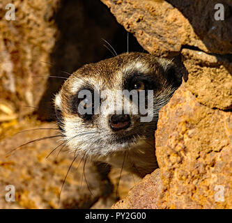 Meerkat looking out from behind a rock, South Africa Stock Photo