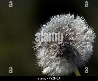 Close-up of raindrops on a dandelion Stock Photo