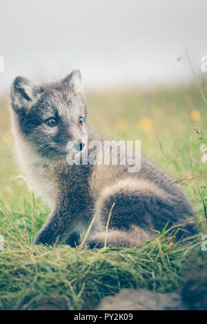 portrait of a young playful arctic fox cub in iceland, summer Stock Photo