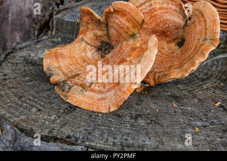 Harvested at autumn amazing edible mushrooms Saffron Milk Cap known as Orange Milk Cap. Composition of group edible mushroom Orange Milk Cap (False Sa Stock Photo