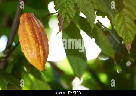 Cacao ripe theme. One yellow ready for harvest pod Stock Photo