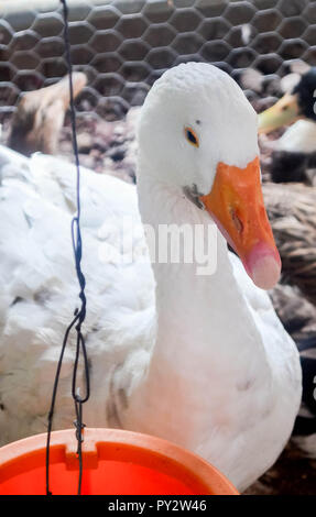 Duck In Farm Black And White Process Filter Stock Photo