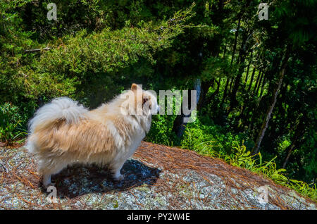 A Pomeranian dog overlooking the trees standing on top of a rock. Stock Photo