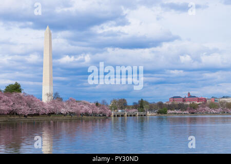 Washington Monument during Cherry Blossom Festival at the tidal basin, Washington DC, USA Stock Photo