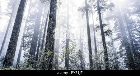 Redwood Nationalpark, Kalifornien, USA Stock Photo