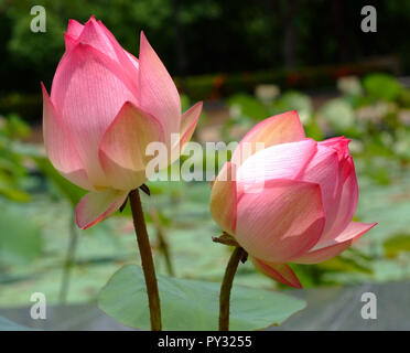 Lotus flower, rare flower. Ancient flower. Symbol of purity. Symbol of Buddhism, Nelumbo, Lotus orehonosny, Species listed in the Red book, Nelumbo nu Stock Photo