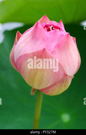 Lotus flower, rare flower. Ancient flower. Symbol of purity. Symbol of Buddhism, Nelumbo, Lotus orehonosny, Species listed in the Red book, Nelumbo nu Stock Photo