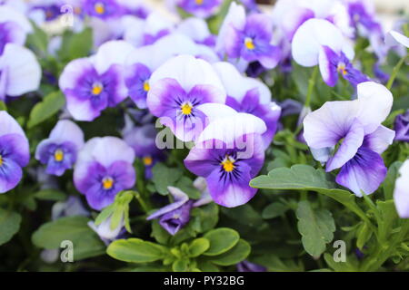 Purple violas blooming Stock Photo