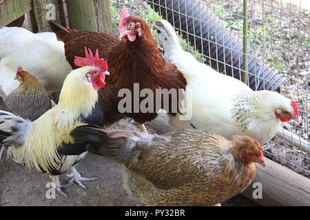 chickens and rooster Stock Photo