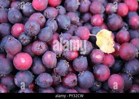 saskatoon berries in a bowl Stock Photo