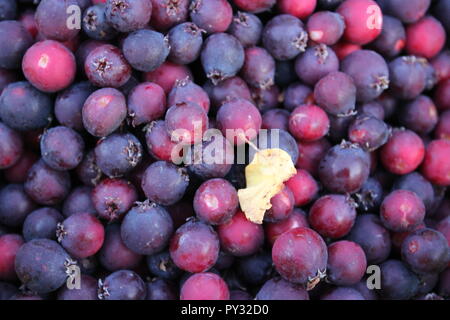 saskatoon berries in a bowl Stock Photo