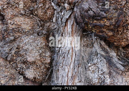 Texture of old grey bumpy tree bark Stock Photo - Alamy