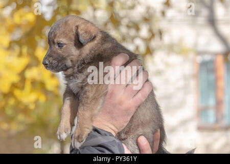 mongrel puppy taken from a shelter on male hands. adoption Stock Photo ...