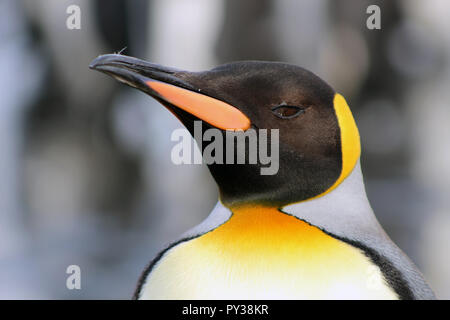 Close up of portrait of King penguin on South Georgia, South Atlantic