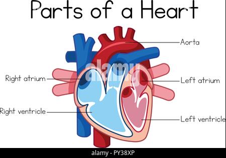 partes del corazon