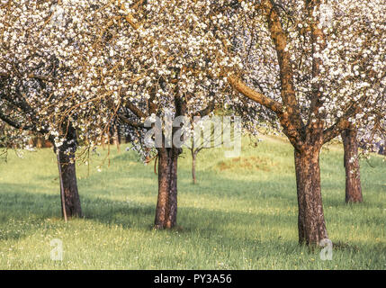 Bluehende Obstbaeume auf Wiese Stock Photo