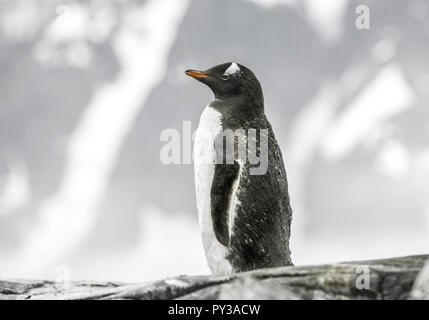 Eselspinguin, Neko Harbour, Antarktis Stock Photo