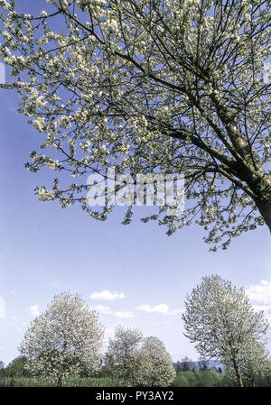 Bluehende Baeume im Fruehling Stock Photo