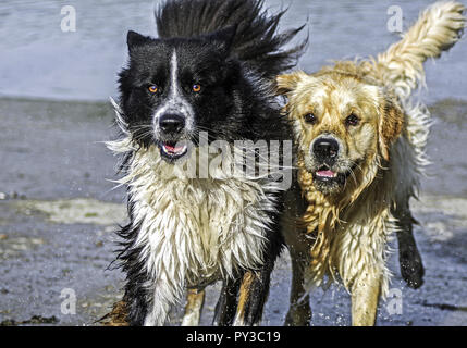 zwei Hunde springen durch Wasser Stock Photo