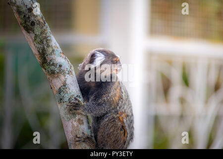 Sagui Monkey In The Wild Rio De Janeiro Brazil Stock Photo