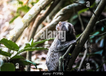 Sagui Monkey In The Wild Rio De Janeiro Brazil Stock Photo
