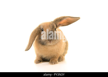 Cute Rabbit Front Cute rabbit seen from the front on a yellow background with copy space ...