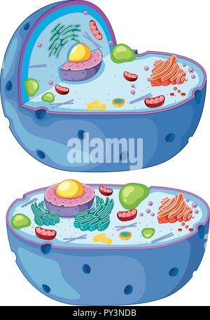 Magnified diagram of a plant cell illustration Stock Vector