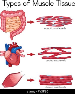 Types of Muscle Tissue illustration Stock Vector Image & Art - Alamy