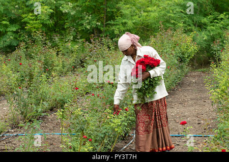 PUNE, MAHARASHTRA, June 2018, Women worker plucking rose flowers in the field. Stock Photo