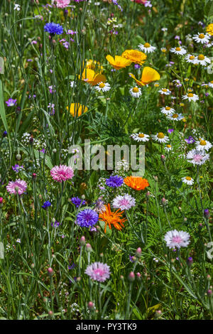 wild flowers in a green meadow Stock Photo