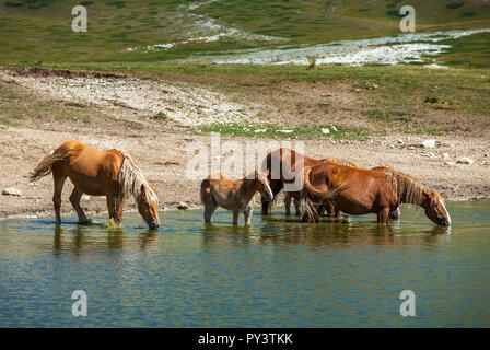 horses at the watering Stock Photo