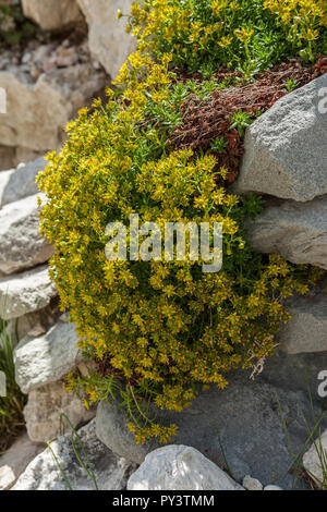 saxifraga aizoides, yellow mountain Saxifrage bush Stock Photo