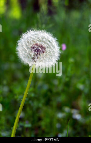 Dandelion in a garden Stock Photo
