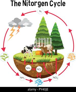 Vector Illustration Of Nitrogen Cycle Stock Vector Image & Art - Alamy