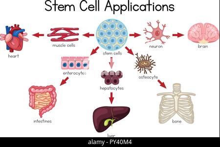 Illustration of the Human Stem Cell Applications on a white background ...