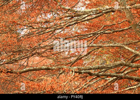 Beech tree in fall Stock Photo