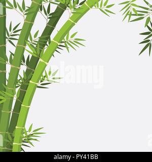 bamboo plant on white background illustration Stock Vector