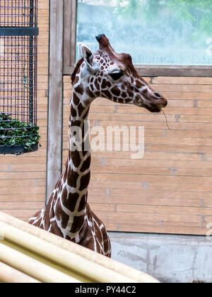 Reticulated giraffe (Giraffa camelopardalis reticulata), also known as the Somali giraffe looking to the right. Stock Photo