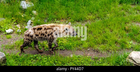 Spotted hyena (Crocuta crocuta), also known as the laughing hyena, walking in profile along green lawn. Stock Photo