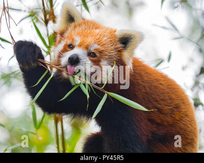 Red panda Ailurus fulgens eating bamboo leaves Stock Photo