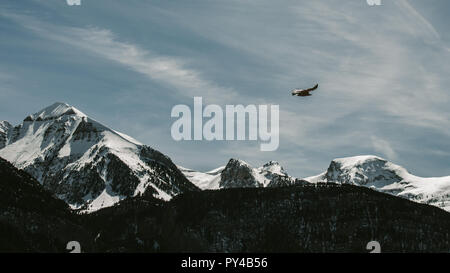 An eagle flying above snowy mountains. Stock Photo