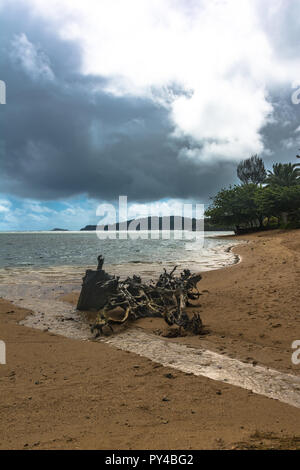 Dead tree on the sand beach along Anini coast, Kauai, Hawaii Stock Photo