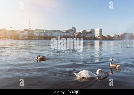 swan and ducks floating on Alster Lake in Hamburg, Germany Stock Photo