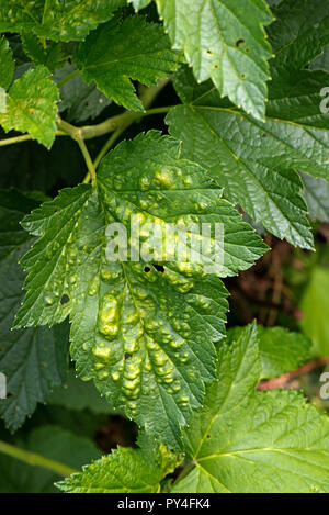 leaves currant puckered caused ribes damage sp summer aphids blister ye red alamy bli yellow