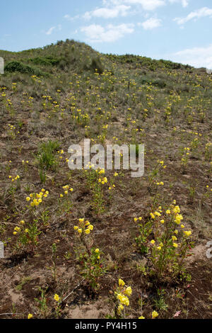 Evening primrose and sparse marram grass growing on Bantham Beach controlling wind erosion on the sand dunes, South Devon, July Stock Photo