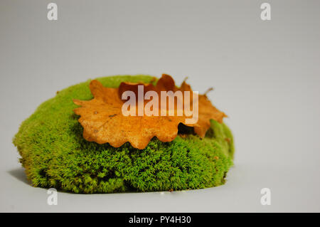 oak leaf on a stand of moss on a white background Stock Photo